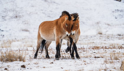 Khustai National Park Day Tour