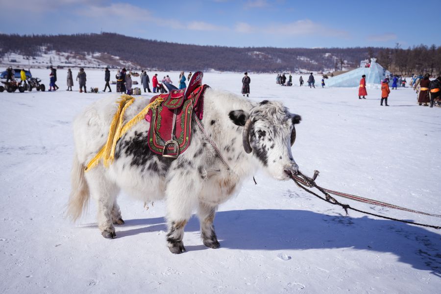 WINTER TOUR: CAMEL FESTIVAL 2027 - Photo 1
